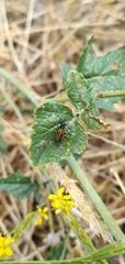 Oedemera simplex