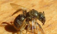 Halictus tumulorum