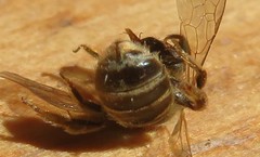 Halictus tumulorum