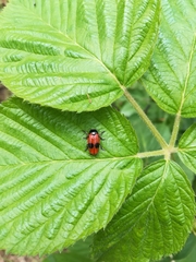 Clytra laeviuscula