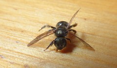 Halictus tumulorum