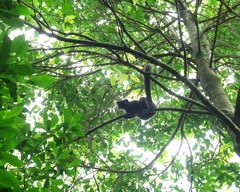 Eulemur macaco
