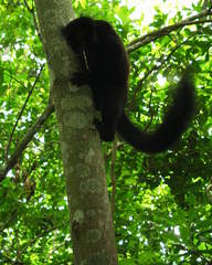 Eulemur macaco