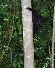 Eulemur macaco