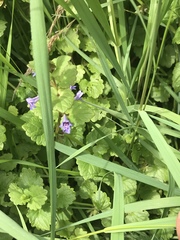 Glechoma hederacea