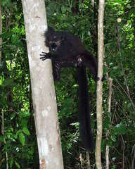 Eulemur macaco