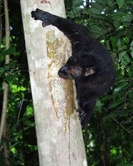Eulemur macaco