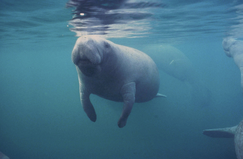 West Indian Manatee