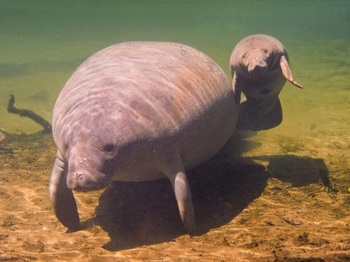West Indian Manatee