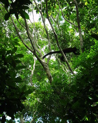 Eulemur macaco