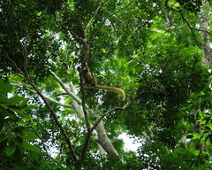 Eulemur macaco