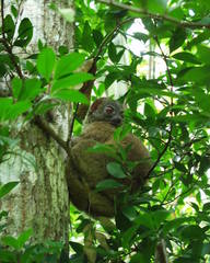 Lepilemur tymerlachsoni
