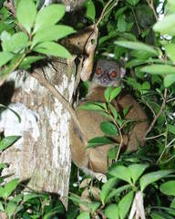 Lepilemur tymerlachsoni