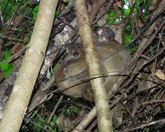 Lepilemur tymerlachsoni