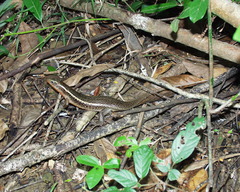 Zonosaurus madagascariensis