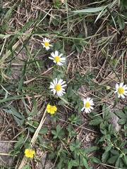 Tripleurospermum inodorum