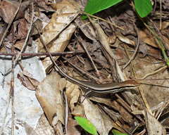 Trachylepis elegans