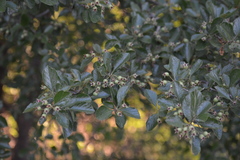 Crataegus tracyi