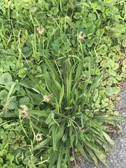Plantago lanceolata