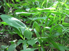 Polygonatum involucratum