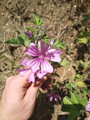 Malva sylvestris