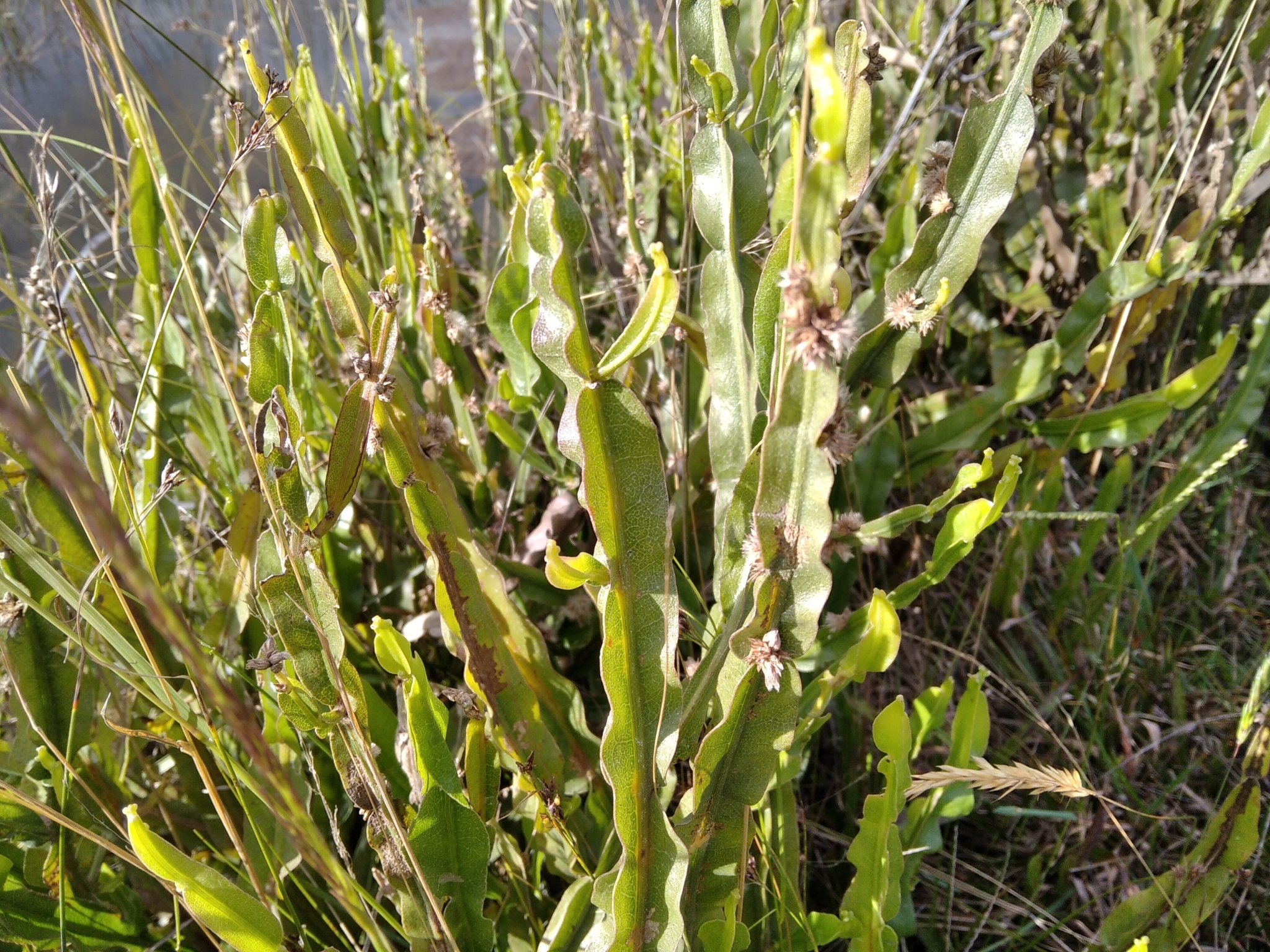 Baccharis crispa image