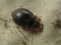 Scymnus rubromaculatus