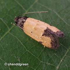 Tyrolimnas anthraconesa