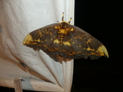 Citheronioides collaris