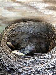 Turdus migratorius image