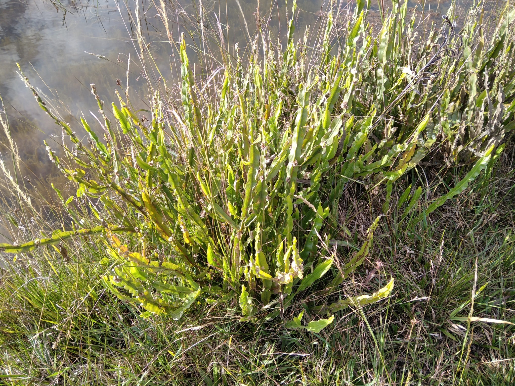 Baccharis crispa image