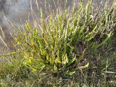 Baccharis crispa