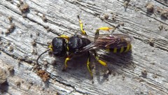 Ectemnius cephalotes