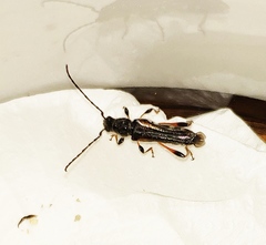 Stenopterus similatus