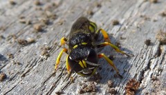 Ectemnius cephalotes
