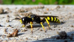 Ectemnius cephalotes