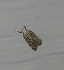 Spinitibia hodgesi
