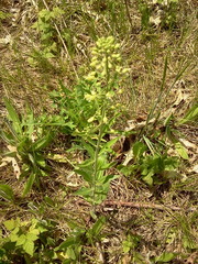 Borodinia canadensis