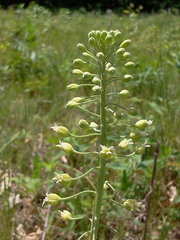 Borodinia canadensis