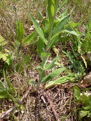 Borodinia canadensis