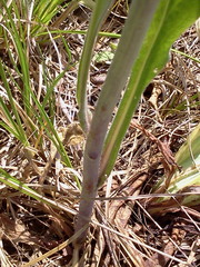 Borodinia canadensis