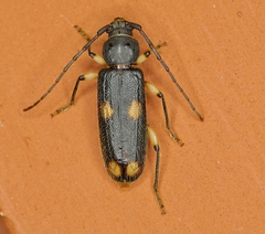 Tylonotus bimaculatus