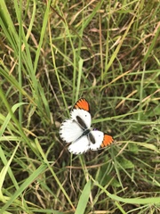 Colotis antevippe gavisa