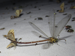 Brachynemurus irregularis