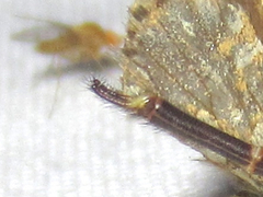 Brachynemurus irregularis