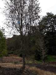 Embothrium coccineum