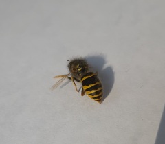 Dolichovespula norwegica