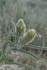 Astragalus alopecurus