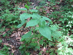 Phlomoides umbrosa
