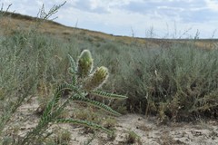 Astragalus alopecurus
